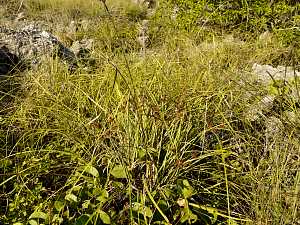 Cyperus ligularis_3.JPG